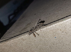 Oncocephalus validispinis