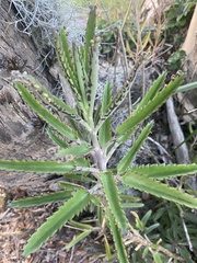 Bryophyllum