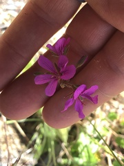 Pelargonium rodneyanum