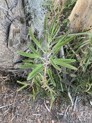 Bryophyllum