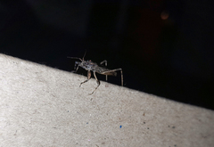 Oncocephalus validispinis