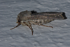 Agrotis segetum