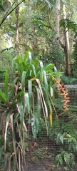 Guzmania multiflora