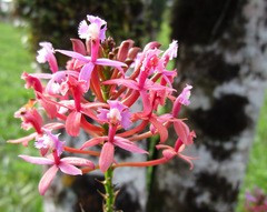 Epidendrum denticulatum