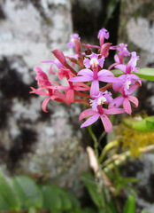 Epidendrum denticulatum