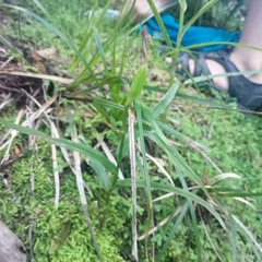 Pterostylis banksii