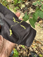 Desmodium psilophyllum