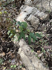 Desmodium psilophyllum