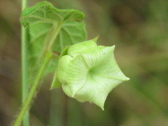 Dictyanthus ceratopetalus