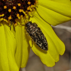 Acmaeodera labyrinthica