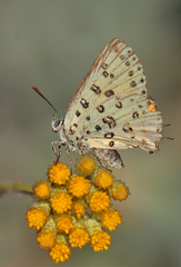 Cigaritis cilissa
