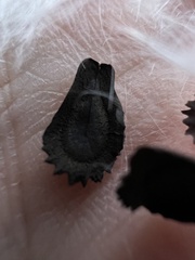 Gonolobus suberosus