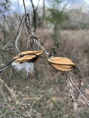 Gonolobus suberosus