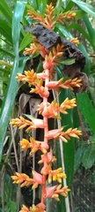 Guzmania multiflora