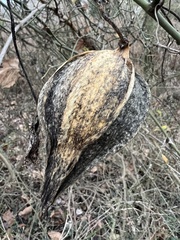 Gonolobus suberosus