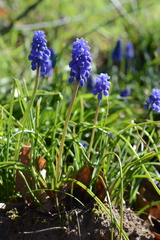 Muscari