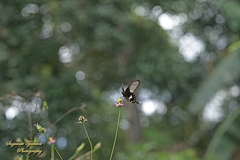 Pachliopta adamas