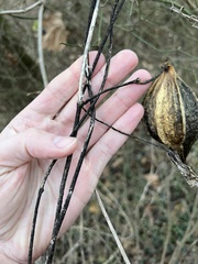 Gonolobus suberosus