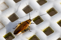 Pseudophyllodromiinae