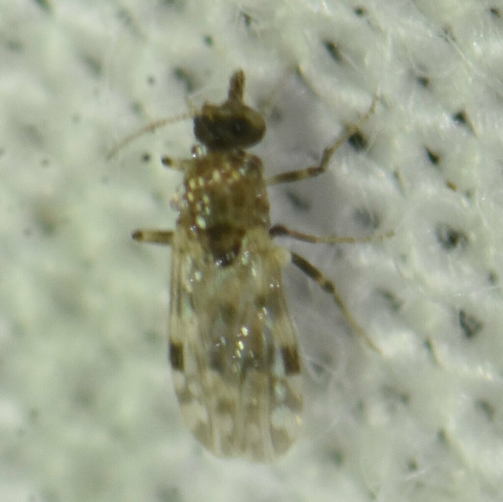 Punkie Insect Little Gray Punkie from Monroe County, FL, USA on November 22, 2022 at ...