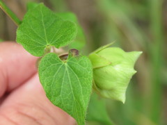 Dictyanthus ceratopetalus
