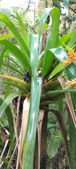 Guzmania multiflora