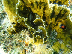 Millepora complanata