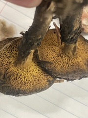 Suillus flavidus