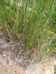 Marsippospermum grandiflorum