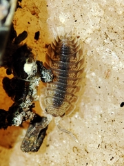 Lucasius pallidus