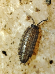 Proporcellio