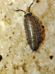 Proporcellio