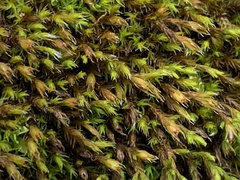 Schistidium apocarpum