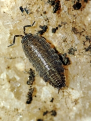 Proporcellio