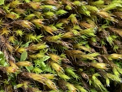 Schistidium apocarpum