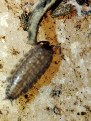 Proporcellio