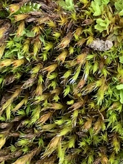 Schistidium apocarpum