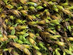 Schistidium apocarpum