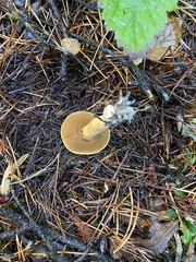 Suillus flavidus