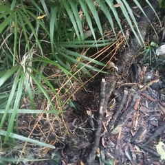 Dendrobium cunninghamii