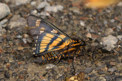 Mimardaris sela periphema