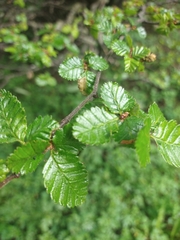 Nothofagus pumilio