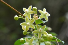 Blepharodon mucronatum