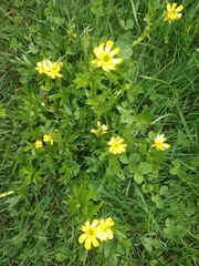 Ranunculus peduncularis