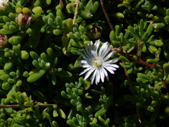 Drosanthemum candens