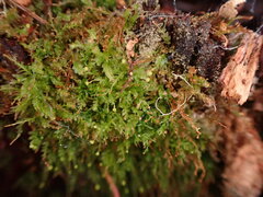 Tetraphis pellucida