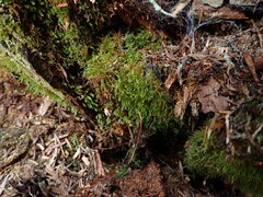 Tetraphis pellucida