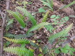 Blechnum penna-marina