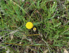 Leptorhynchos squamatus