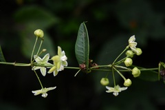 Blepharodon mucronatum